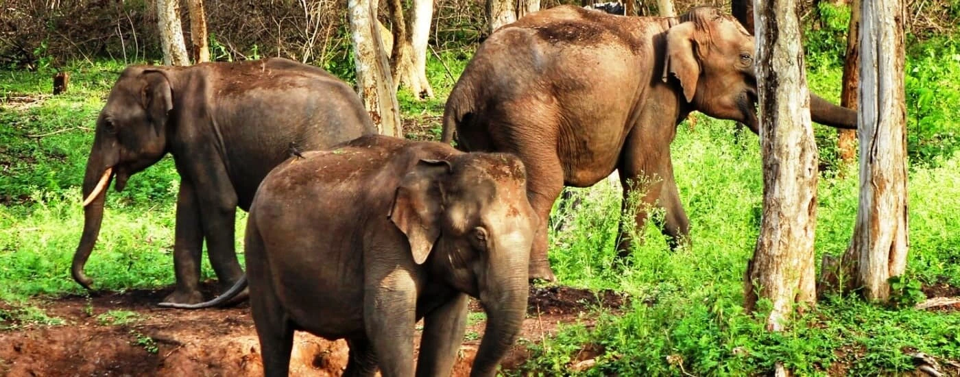 Bandipura - Himavad Gopalaswamy Betta