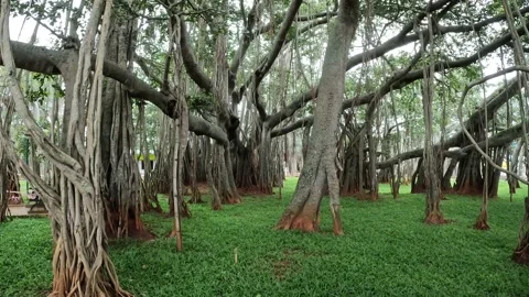 Janapada Loka, Big Banyan Tree, Toy Factory